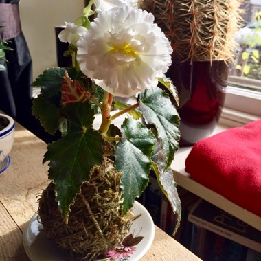 Begonia 'Nonstop Mocca White' (Nonstop Mocca Series)