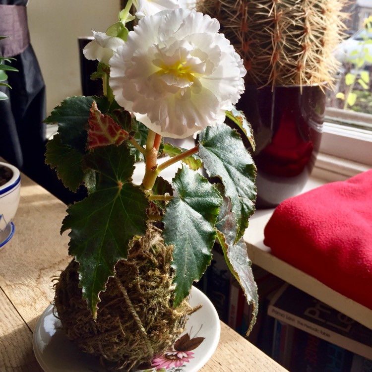 Plant image Begonia 'Nonstop Mocca White' (Nonstop Mocca Series)