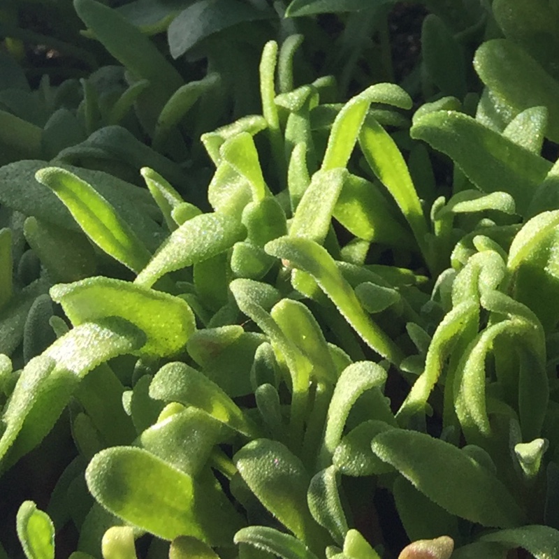 Dorotheanthus bellidiformis syn. Cleretum bellidiforme, Mesembryanthemum bellidiformis, Mesembryanthemum criniflorum, Cleretum cuneifolium, Cleretum limpidum