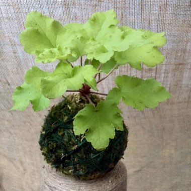 Heuchera 'Lime Ruffles'