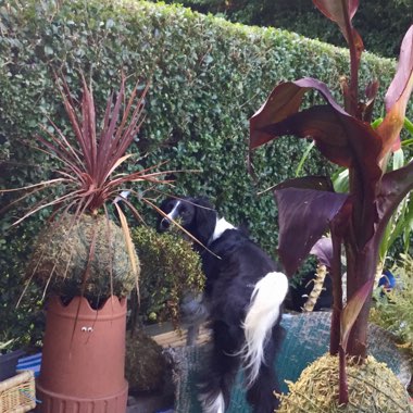 Cordyline 'Red Star'