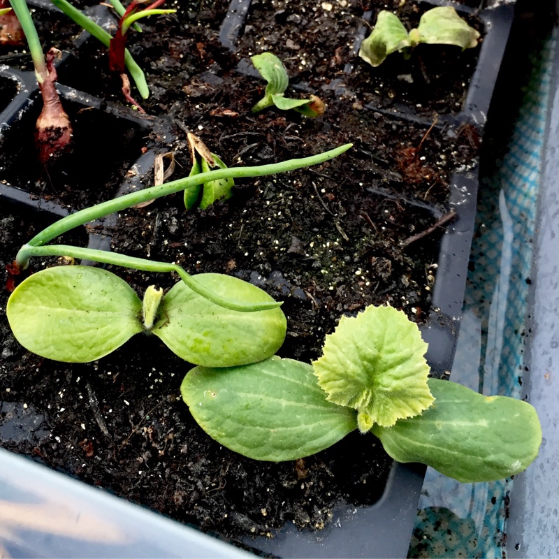 Plant image Cucurbita Pepo var. Cylindrica 'Atena'