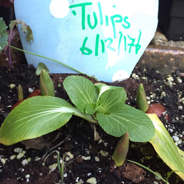 Plant image Tulipa 'Apeldoorn'