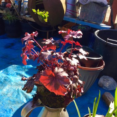 Heuchera 'Chocolate Ruffles'