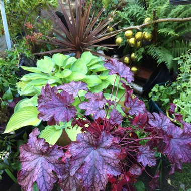 Heuchera 'Chocolate Ruffles'