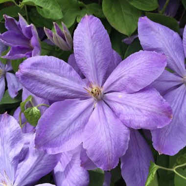 Clematis viticella 'The President'