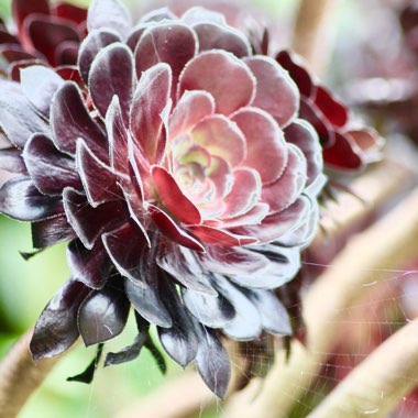 Aeonium Arboreum Atropurpureum