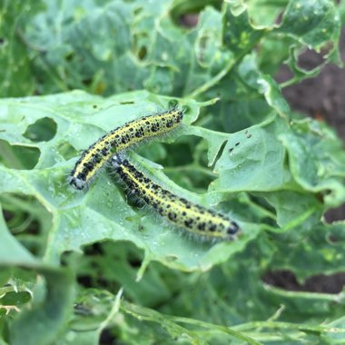 Brassica oleracea (Capitata Group)