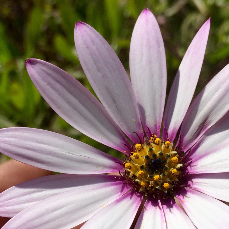 Dorotheanthus bellidiformis syn. Cleretum bellidiforme, Mesembryanthemum bellidiformis, Mesembryanthemum criniflorum, Cleretum cuneifolium, Cleretum limpidum