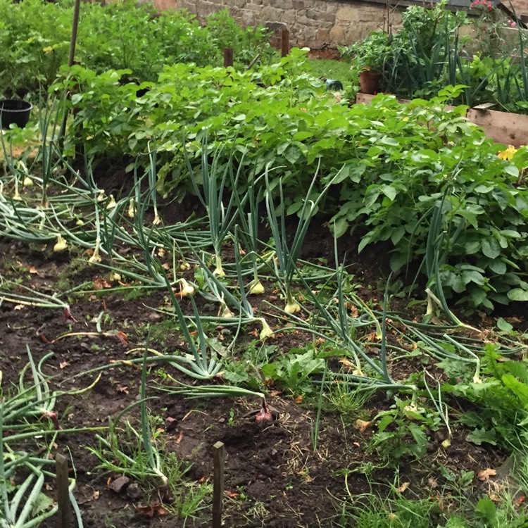 Plant image Allium cepa (Cepa Group) 'Radar'