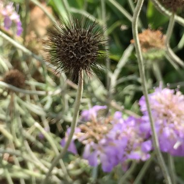 Scabiosa caucasica