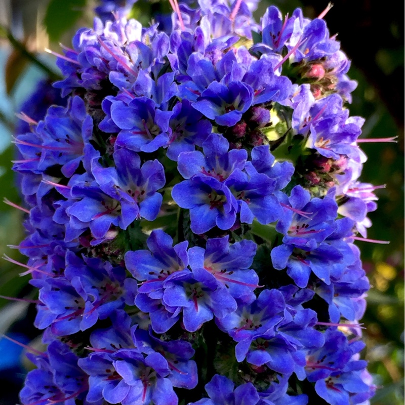 Echium pininana syn. Echium pinnifolium