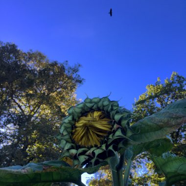 Helianthus annuus