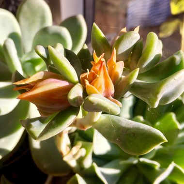 Echeveria Runyonii var. Topsy Turvy