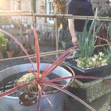 Cordyline australis 'Charlie Boy'