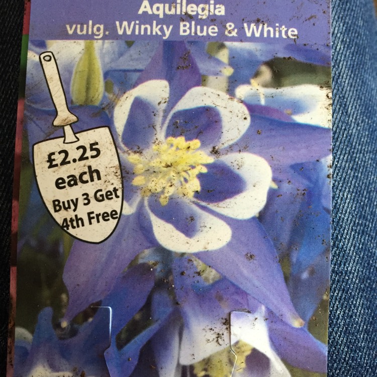 Plant image Aquilegia vulgaris 'Winky Blue And White'