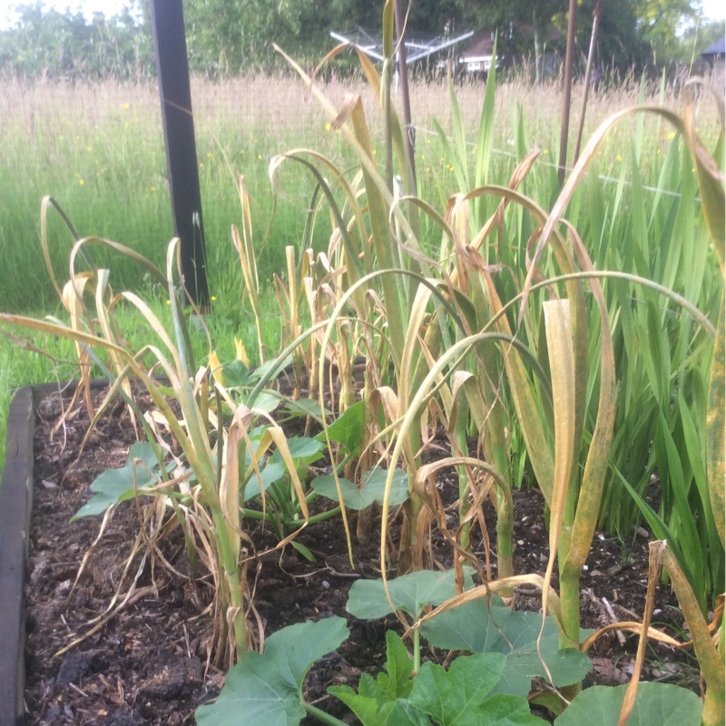 Plant image Allium sativum var. sativum 'Solent Wight'