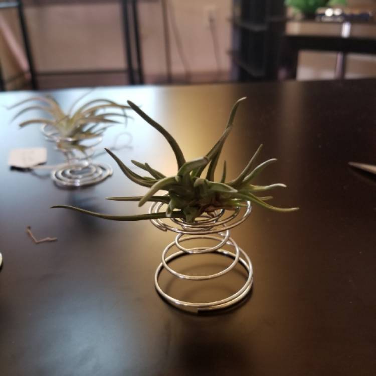 Plant image Tillandsia albertiana