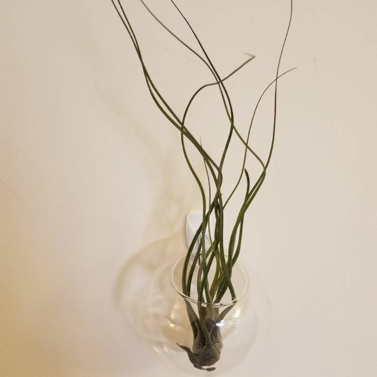 Plant image Tillandsia butzii