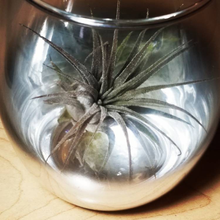 Plant image Tillandsia Ionantha 'Guatemala'