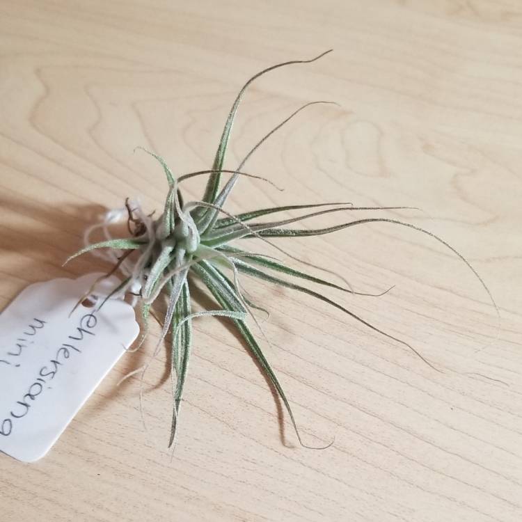 Plant image Tillandsia ehlersiana