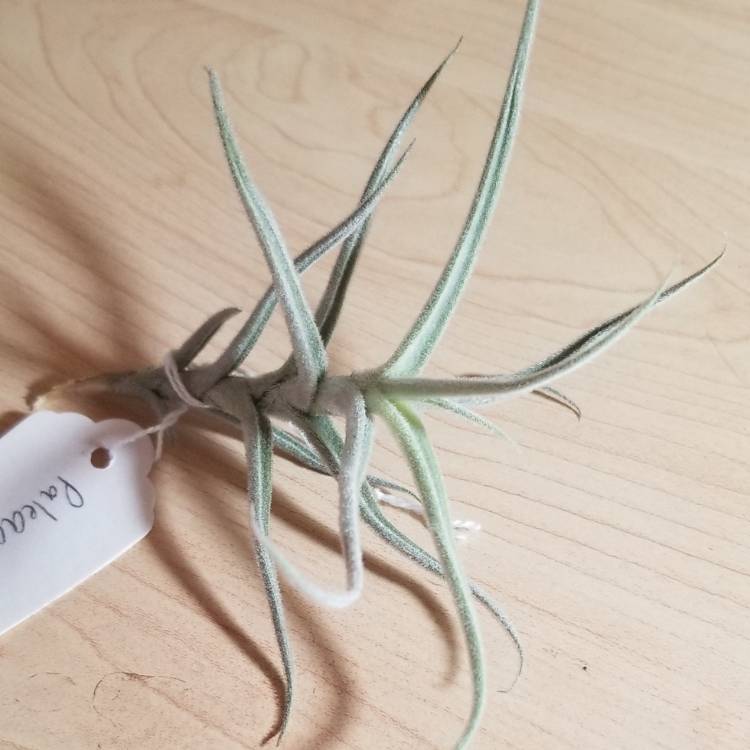 Plant image Tillandsia paleacea