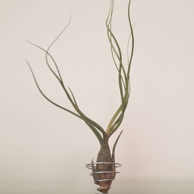 Plant image Tillandsia butzii