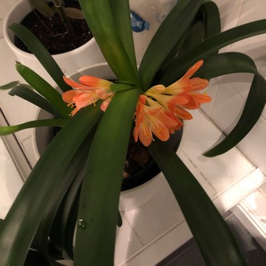 Clivia