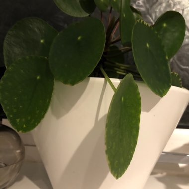 Chinese Money Plant