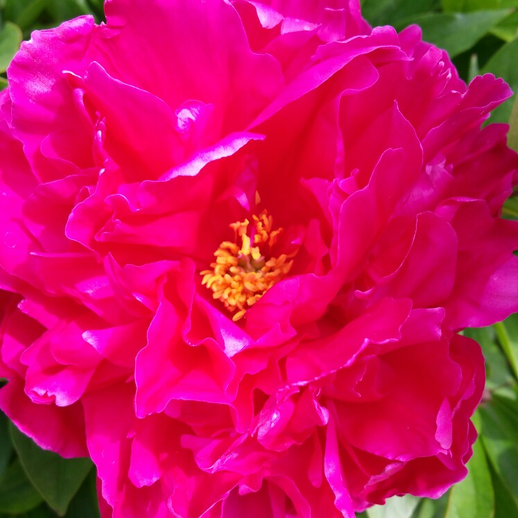 Peony