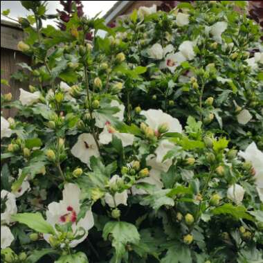 Hibiscus 'Kopper King'