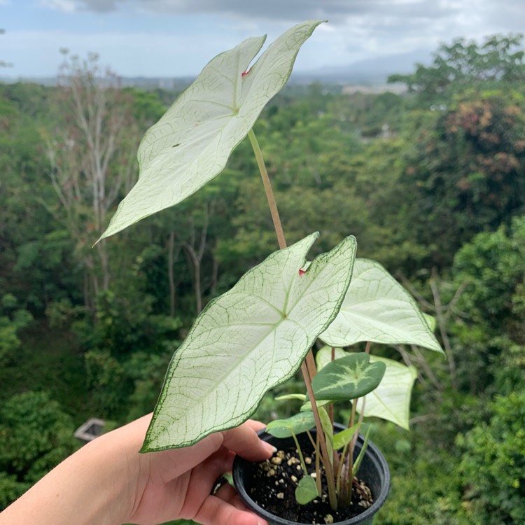 Plant image Caladium Candidum 'Moonlight'