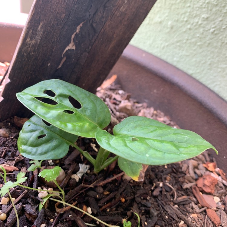 Plant image Monstera obliqua 'Leichtlinii'