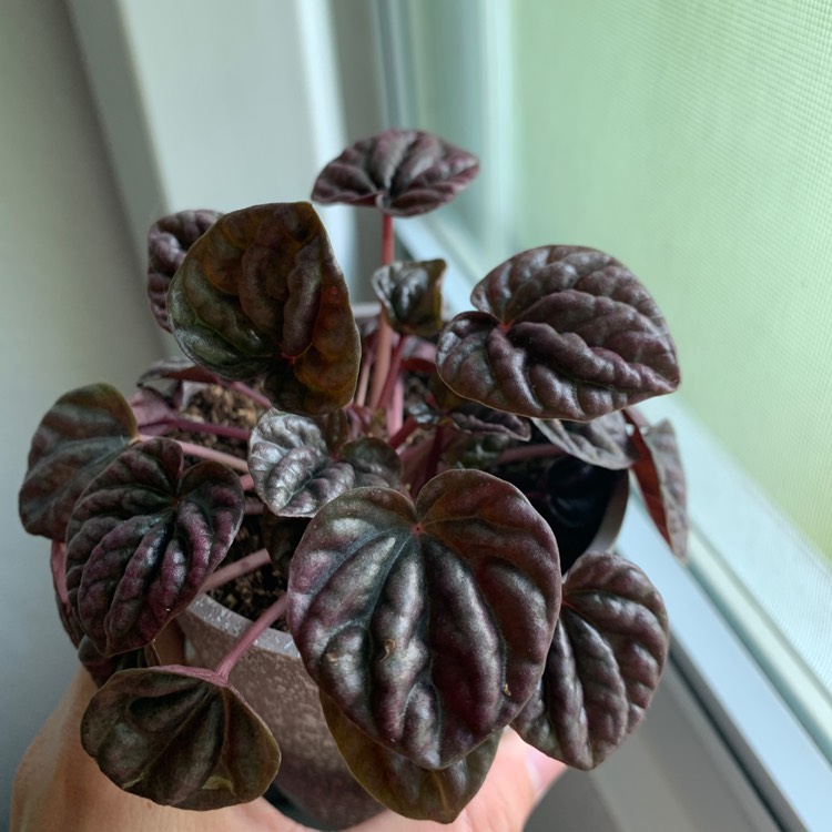 Plant image Peperomia caperata 'Luna Red'