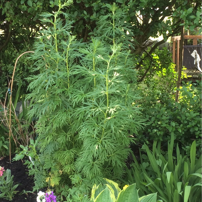 Plant image Delphinium elatum 'Finsteraarhorn'