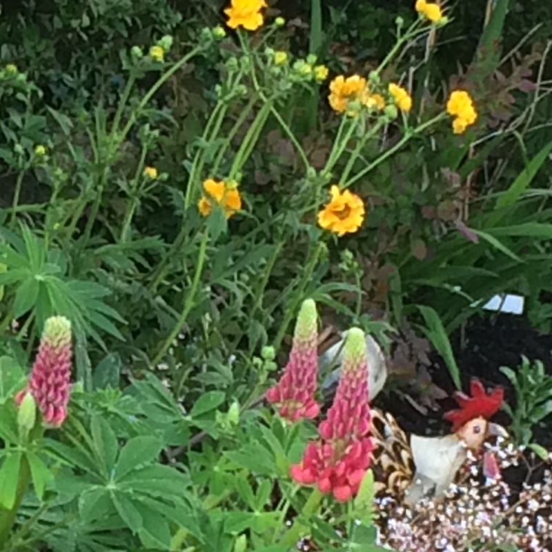 Plant image Geum 'Fireball'