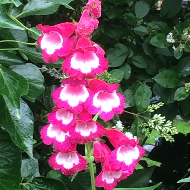 Plant image Penstemon 'Violet'