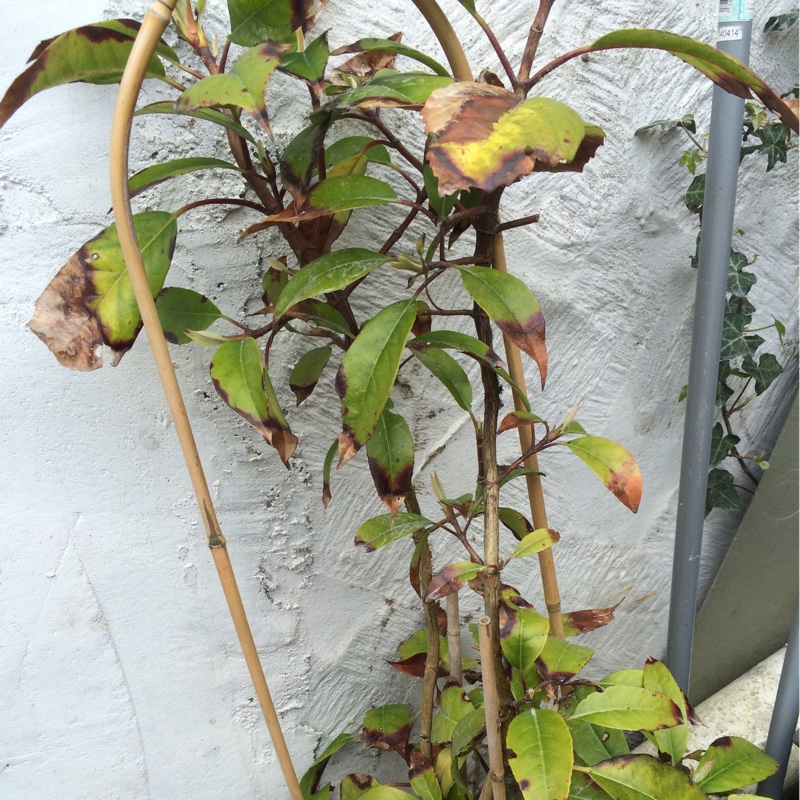 Plant image Hydrangea seemannii