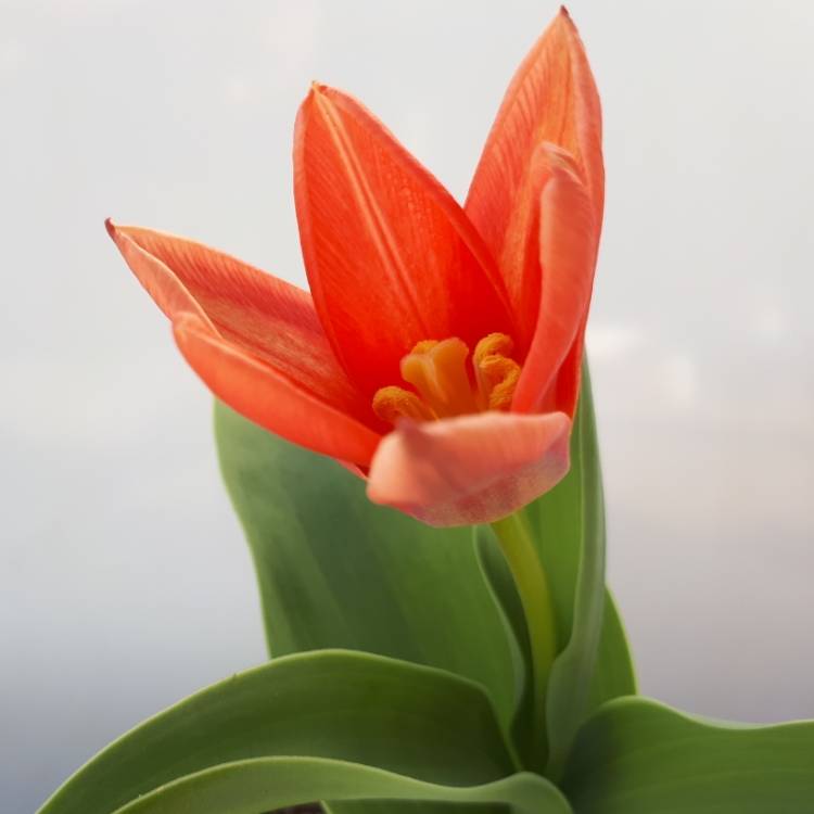 Plant image Tulipa 'Scarlet Baby'