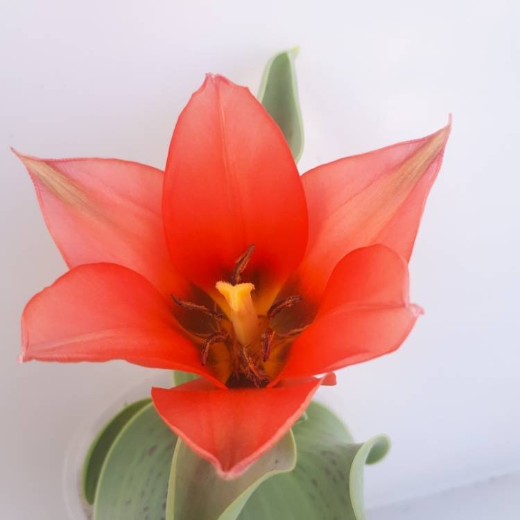 Plant image Tulipa 'Toronto' syn. Tulipa greigii 'Toronto