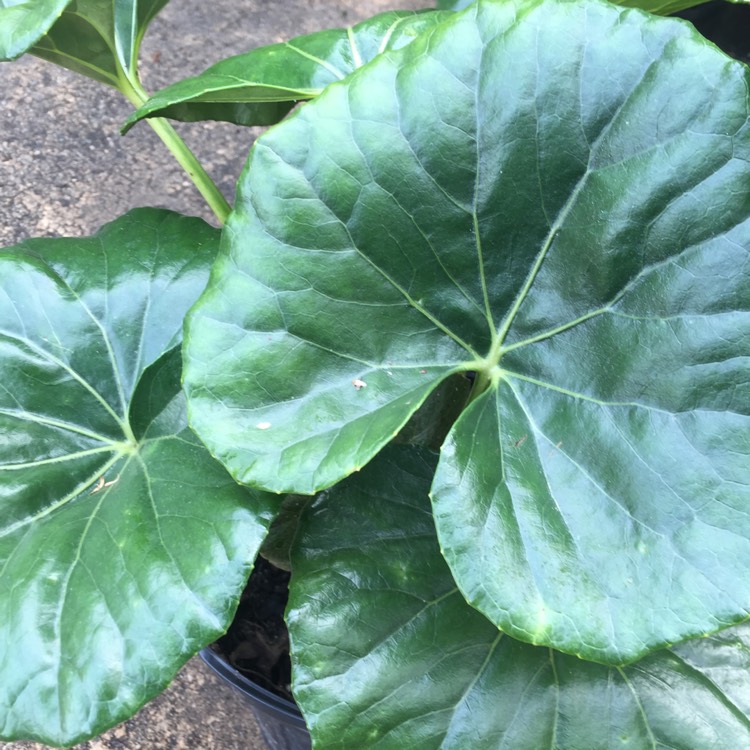 Plant image Ligularia reniformis