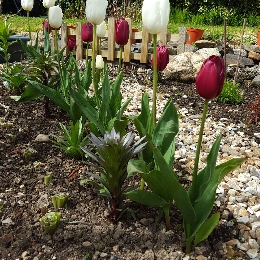 Plant image Tulipa 'White Dream'