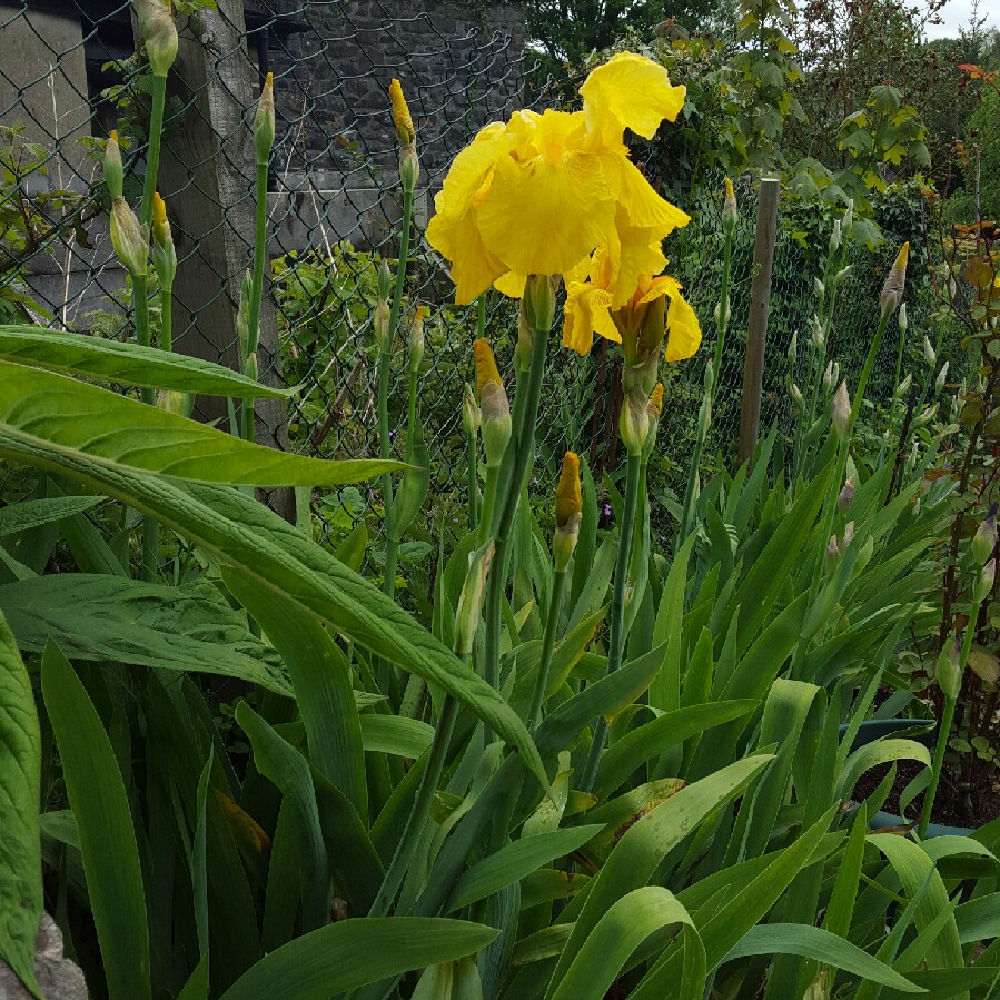 Natasha's garden