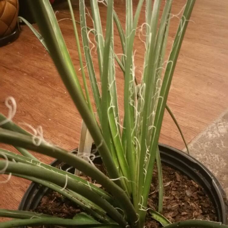 Plant image Hesperaloe Parviflora