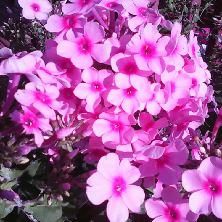 Plant image Phlox Paniculata 'Bright Eyes'