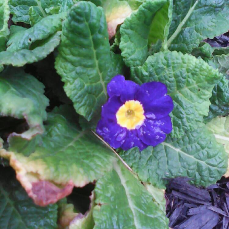 Plant image Primula polyantha 'Supernova Blue'