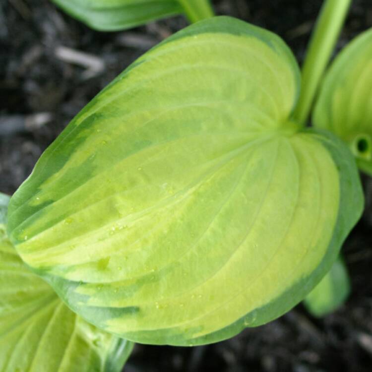 Plant image Hosta 'Stained Glass'