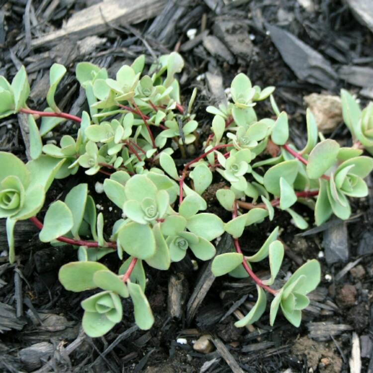 Plant image Hylotelephium Cauticola