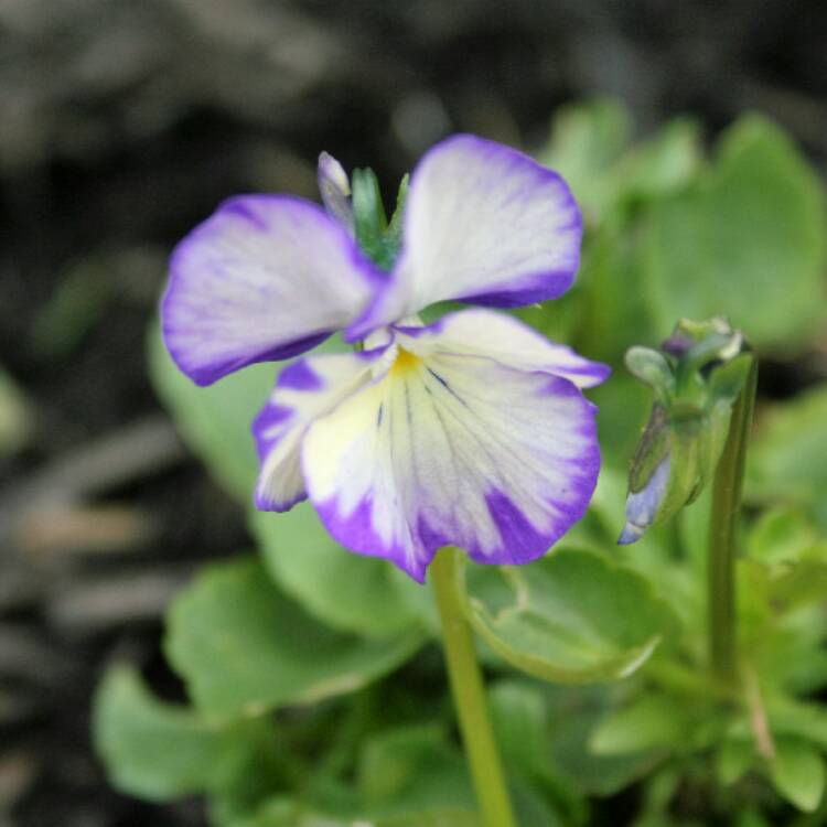 Plant image Viola cornuta 'Rebecca'