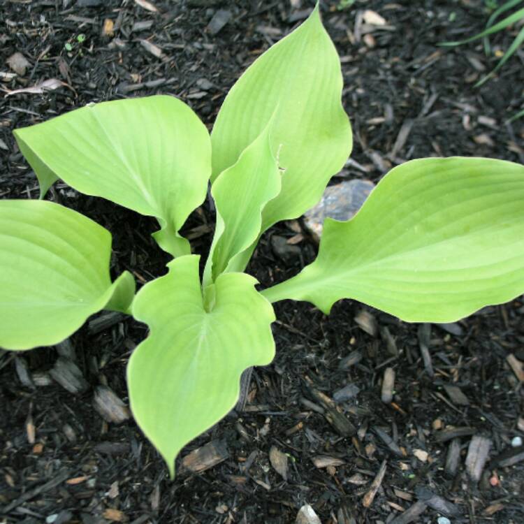 Plant image Hosta 'Sum and Substance'